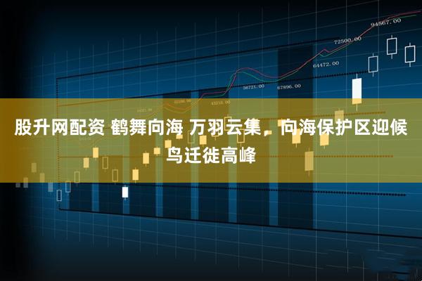 股升网配资 鹤舞向海 万羽云集，向海保护区迎候鸟迁徙高峰